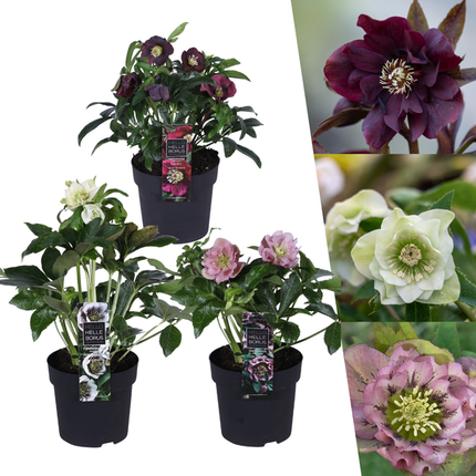 Helleborus Specials - Róża świąteczna - ↕25cm - Ø14cm - 3x