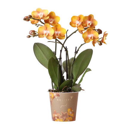 Orange gold Phalaenopsis orchid - Jewel Las Vegas - Ø12cm - Flowering houseplant