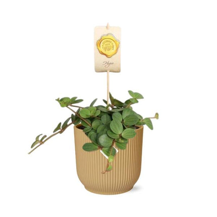 Peperomia 'Hope' in yellow elho Vibes Fold - ↕20cm - Ø14cm
