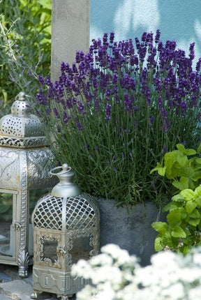 Lavandula 'Hidcote' - ↕10-25cm - Ø9cm - Lavanda - Pianta da bordura - 60x