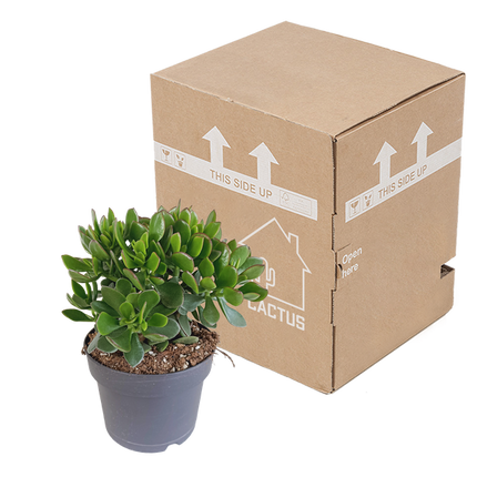 Crassula Minova - Ø17cm