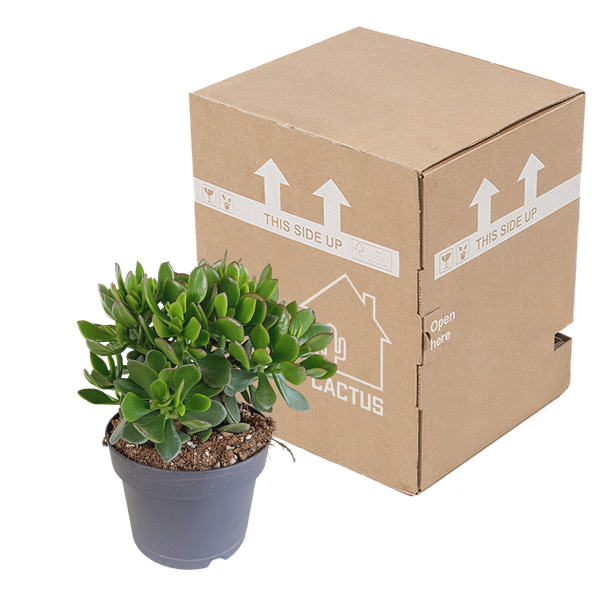 Crassula Minova - Ø17cm