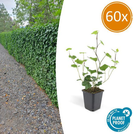 Hedera Hibernica - ↕10-25cm - Ø9cm - Edera - Coprisuolo - 60x