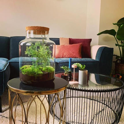 DIY-terrarium - Jul i burk - ↕28cm