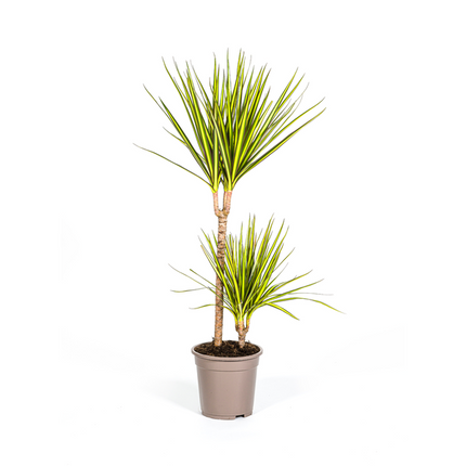 Dracaena Marginata Sunray - ↕80-100cm - Ø19cm - Pianta del drago