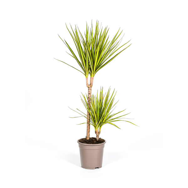 Dracaena Marginata Sunray - ↕80-100cm - Ø19cm - Pianta del drago