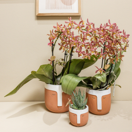 Orange Phalaenopsis orkidé - Edderkop - Ø9cm - blomstrende stueplante