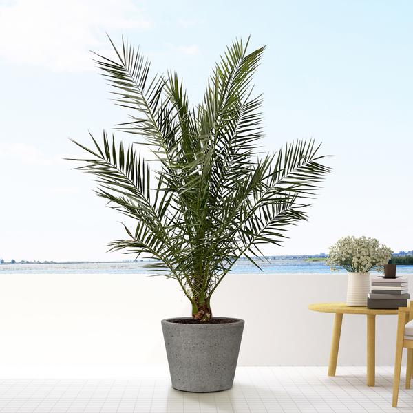 Bucket Laterite Grey - L - 58x50 - Pottery Pots | Betonlook Plantenbak