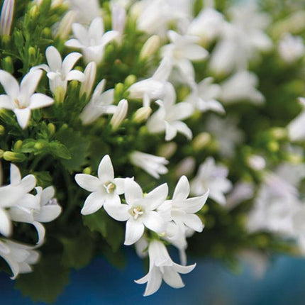 Campanula Addenda Ambella blanca - Cuenco de mimbre con campanilla y sistema de riego - 3 piezas - Campanilla blanca - Ø12cm - Interior y exterior