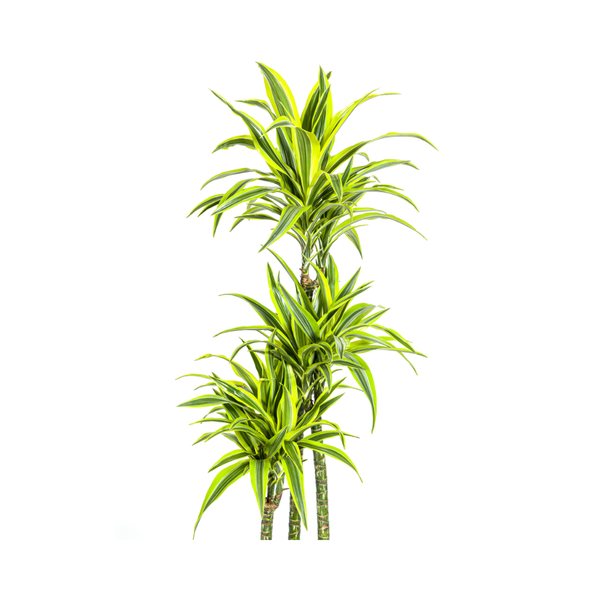 Dracaena Deremensis Lemon Lime - ↕180cm - Ø27cm