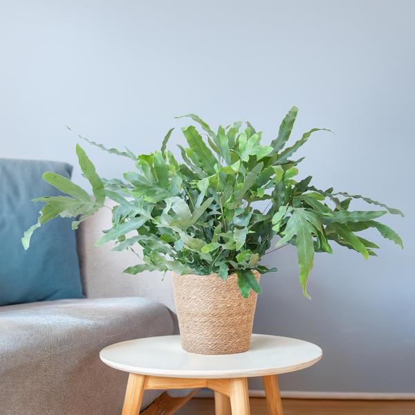 Phlebodium Aureum 'Blue Star' - Blauwvaren - met Mand Sofia naturel - ↕40cm - Ø17cm