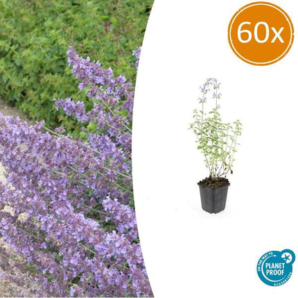 Nepeta 'Walker's Low' - Kattenkruid - ↕10-25cm - Ø9cm - Borderplant - 60x