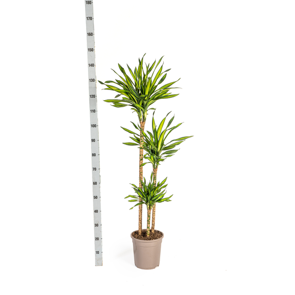 Dracaena Deremensis Rikki - ↕140cm - Ø24cm