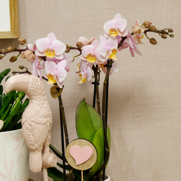 Gift set Love pink - Plantenset met roze Phalaenopsis Orchidee en Succulenten incl. keramieken sierpotten