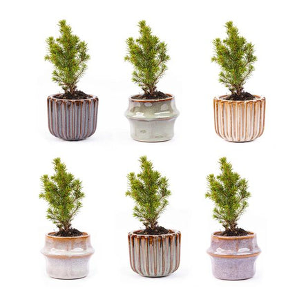 Ensemble de 6 mini sapins de Noël - Pot inclus Barcelone
