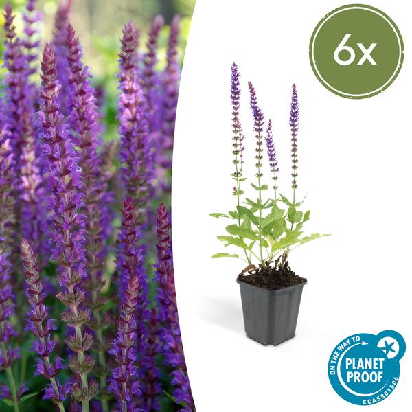 Salvia Nemorosa 'Ostfriesland' - Skovsalvie - ↕10-25cm - Ø9cm - Kantplante - 6x