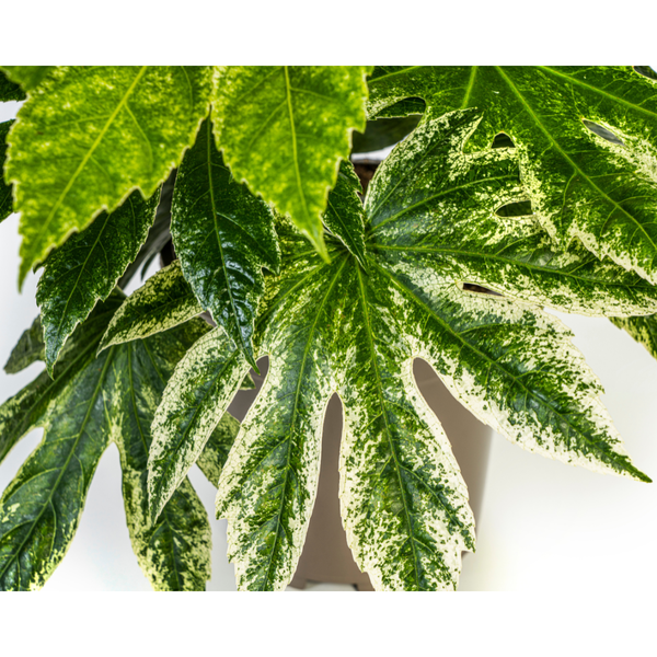 Fatsia Japonica Spider's Web - Vingerplant - ↕45cm - Ø19cm