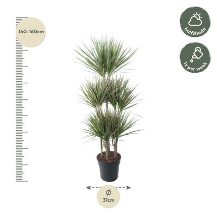 Dracaena Bicolor Carrousel - ↕150 cm - Ø31cm