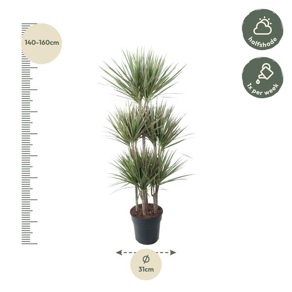 Dracaena Bicolor Carrousel - ↕150 cm - Ø31cm