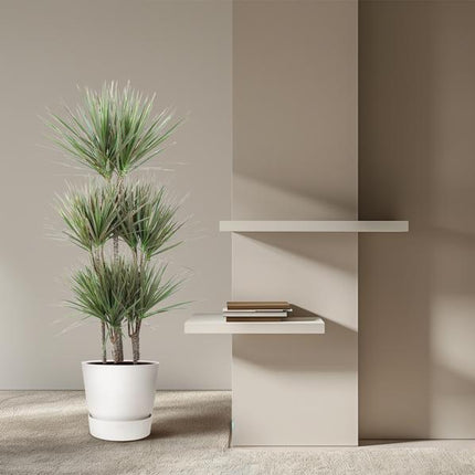 Dracaena Bicolor Carrousel - ↕150 cm - Ø31cm