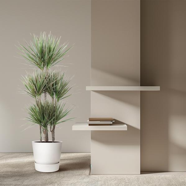 Dracaena Bicolor Carrousel - ↕150 cm - Ø31cm
