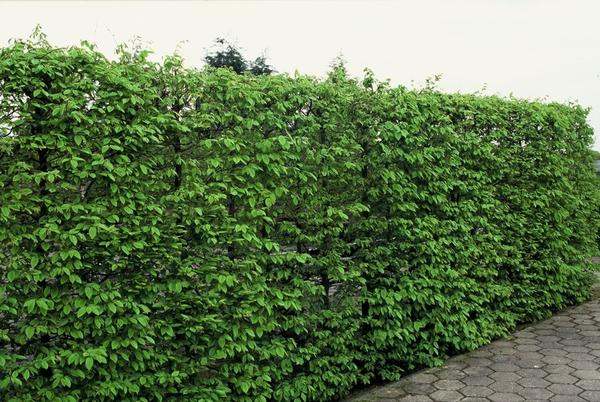 Carpinus Betulus - Haagbeuk - blote wortel - ↕40/60 - 25x
