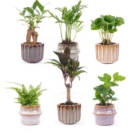 Mini planten set 6 - Inclusief 6x pot set Barcelona