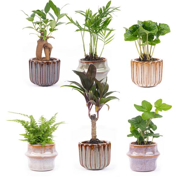 Juego de mini plantas 6 - Incluye juego de 6 macetas Barcelona