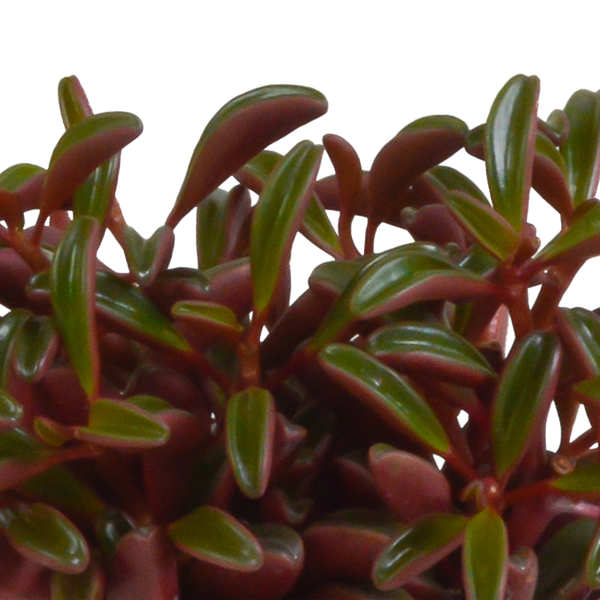 Peperomia Graveolens - zonder pot