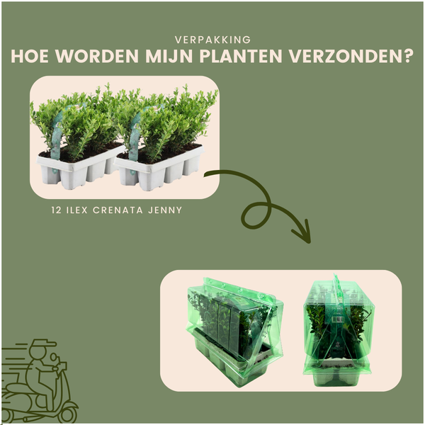 Ilex Crenata 'Jenny' - ↕15cm - Ø7cm - 12x
