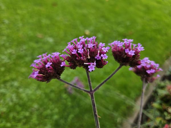 Verbena Bonariensis - IJzerhard - ↕10-25cm - Ø9cm - Borderplant - 12x