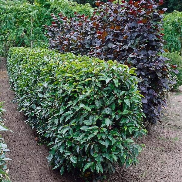 Prunus lusitanica `Angustifolia`- Laurierkers - ↕30-50cm - blote wortel - 100x