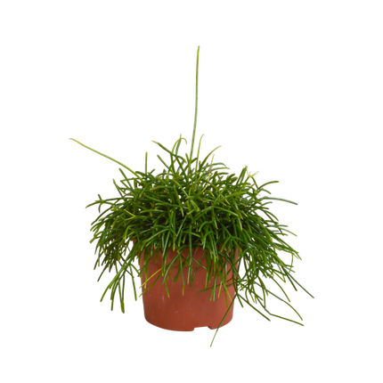 Oaza Rhipsalis baccifera - Ø12cm