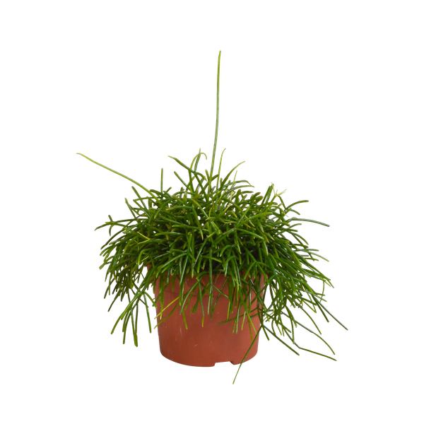 Rhipsalis baccifera Oasis - Ø12cm