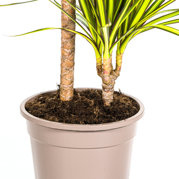 Dracaena Marginata Sunray - ↕80-100cm - Ø19cm - Drakenplant