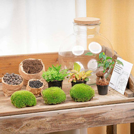 Terrariumpotte - Bolder Bob Bonsai + LED-belysning i kork