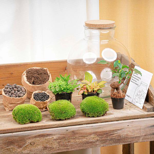Terrario - Bolder Bob Bonsai + Iluminación LED en corcho