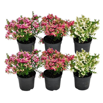 Mélange de Pernettya mucronata - 2x blanc perle - 2x rouge - 2x rose - ↕20cm - Ø12cm - 6x