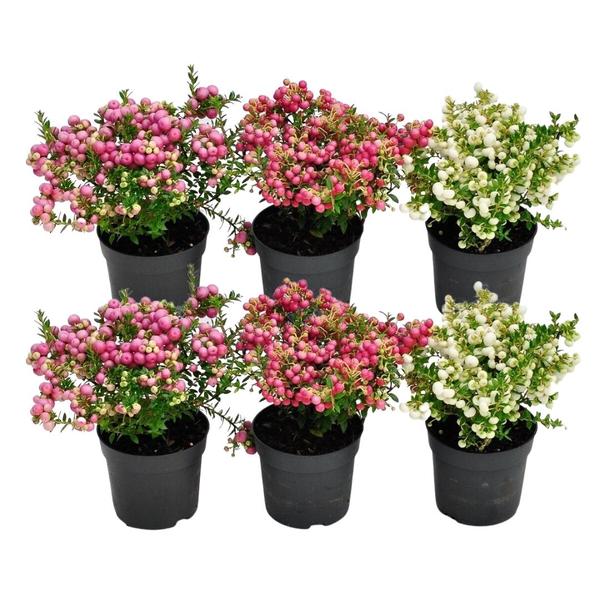 Mezcla de Pernettya mucronata - 2x perla blanca - 2x roja - 2x rosa - ↕20cm - Ø12cm - 6x