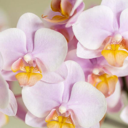 Coffret de plantes « Dégradé rose » pour la Saint-Valentin : orchidée Phalaenopsis rose Andorra et succulente, avec pots décoratifs en céramique.