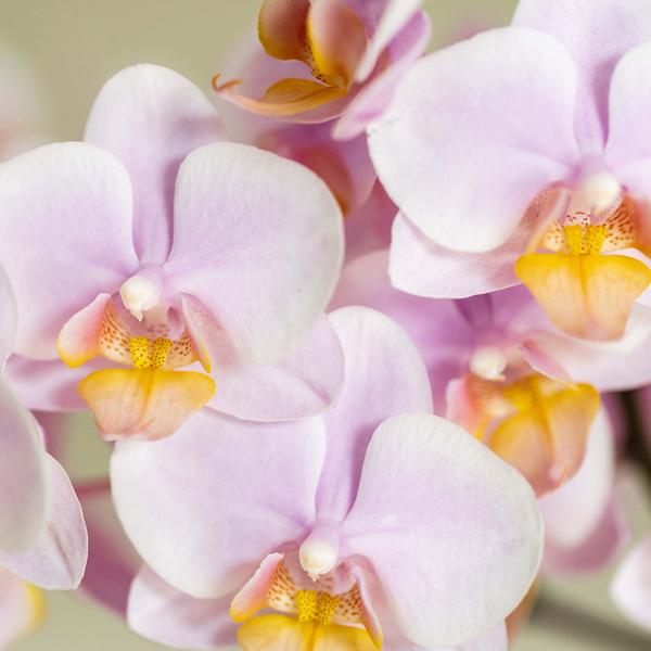 Plantenset Valentijn 'Gradience Pink' - Roze Phalaenopsis Orchidee Andorra en Succulent incl. keramieken sierpotten