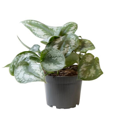 Philodendron Scandens Pictus - ↕22cm - Ø12cm
