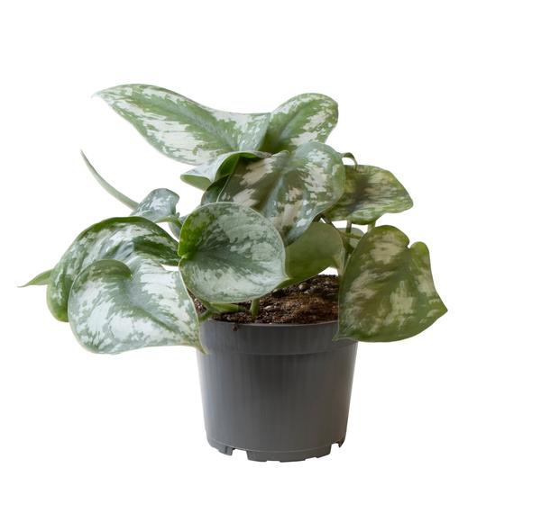Philodendron Scandens Pictus - ↕22cm - Ø12cm