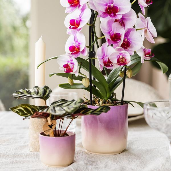 Roze orchidee Niagara Falls + Gradience sierpot roze - Ø9cm - Bloeiende kamerplant