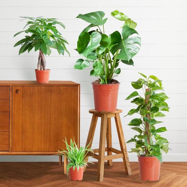 Makkelijke Plantenbox - medium - zonder sierpot