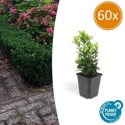 Euonymus japonicus Green Spire - Buis de remplacement - ↕10-25 cm - Ø9 cm - 60x