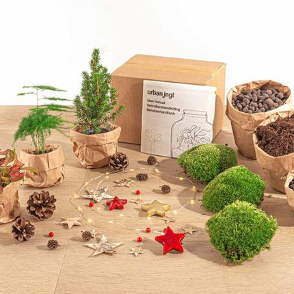 Plant Terrarium Kit - Mini Christmas Tree - 3 Plants - Refill & Starter Kit - DIY Christmas