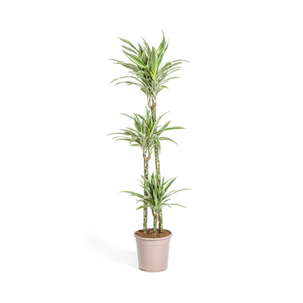 Dracaena Deremensis White Stripe - ↕140cm - Ø24cm