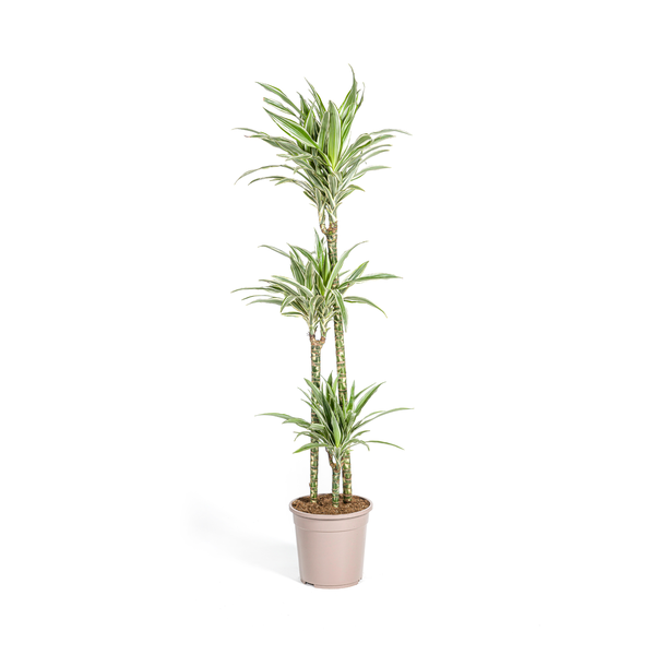 Dracaena Deremensis White Stripe - ↕140cm - Ø24cm