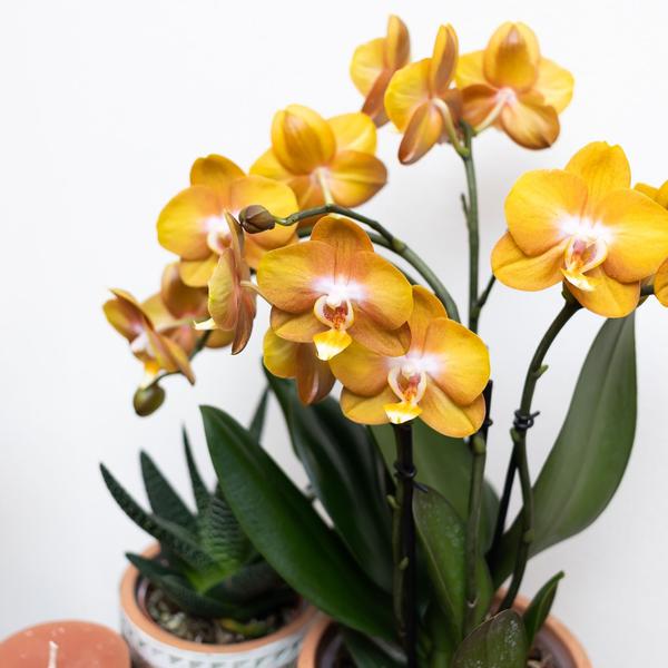 Oranje gouden Phalaenopsis orchidee - Jewel Las Vegas - Ø12cm - Bloeiende kamerplant